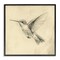 Stupell Industries Vintage Hummingbird Sketch Framed Giclee, design by Petal Prints Design
